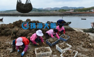 生蠔自動分揀機，取代人工分揀，高效精準省人工